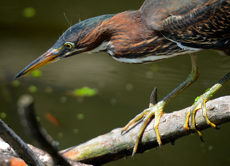 Juvenile Green Heron watches a fish and gets ready to catch it.