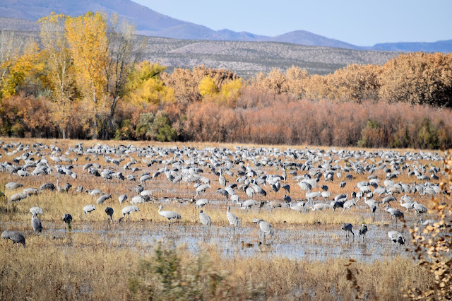  Sandhill Cranes at Bosque del Apache National Wildlife Refuge