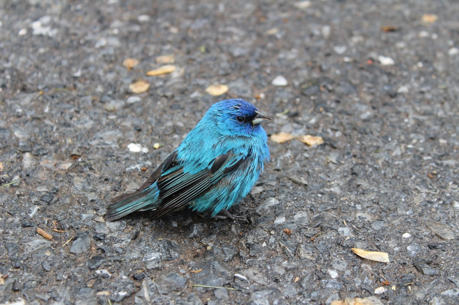 The cutest baby Blue Finch!