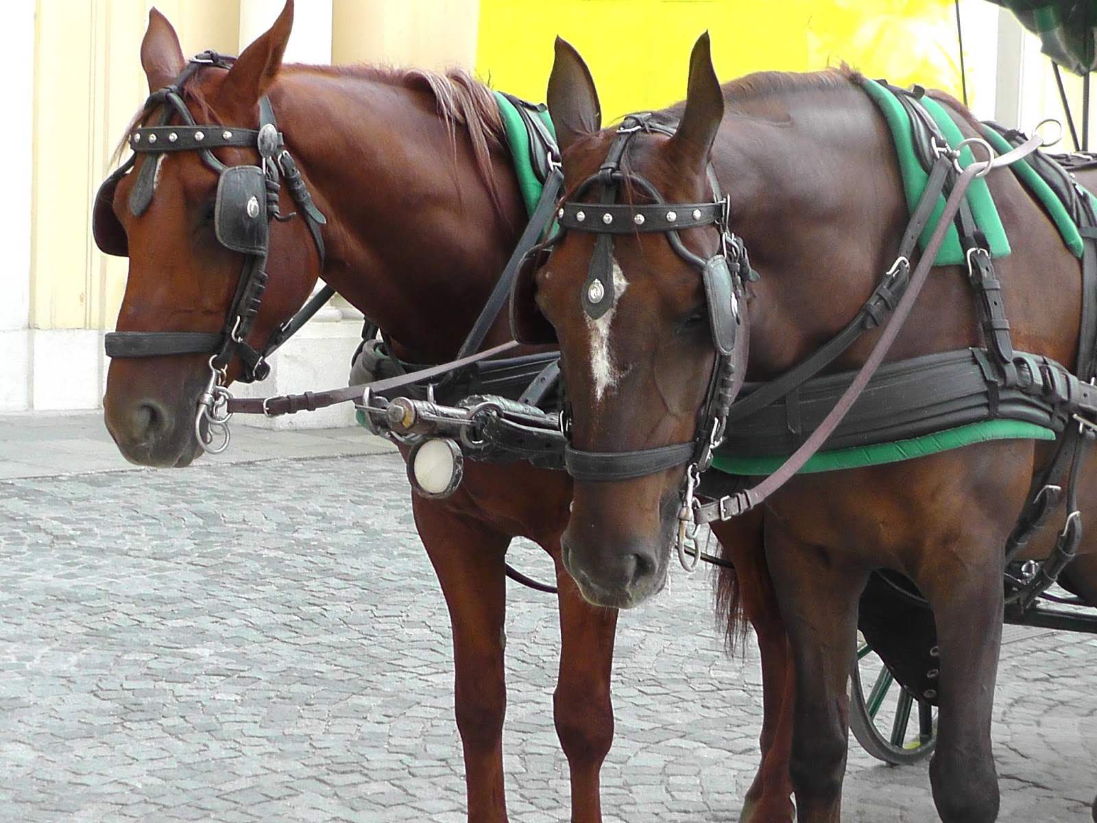 Das Unerklärliche paranormale Phänomene Tiere sind fühlende Lebewesen