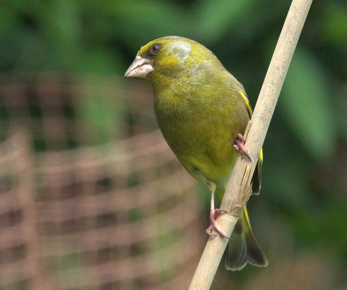 Birds of the Heath: Greenfinches in the garden - after a period of