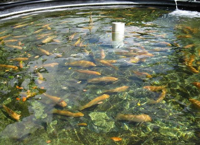 Ao cá tiểu cảnh đẹp trên nền màng chống thấm HDPE ẩn