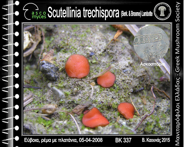 Scutellinia trechispora (Berk. & Broome) Lambotte
