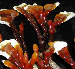 Ganoderma Lucidum Mycelium