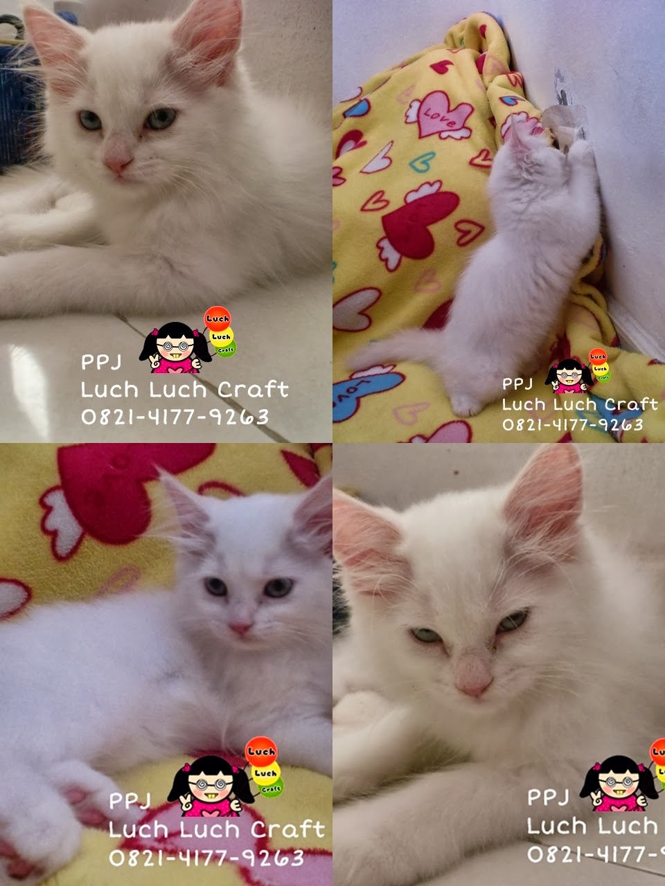 The Story of My Cats Jual Beli Kucing Persia Anggora