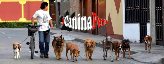 PASEOS GRUPALES Y SOCIABILIZACION CANINA