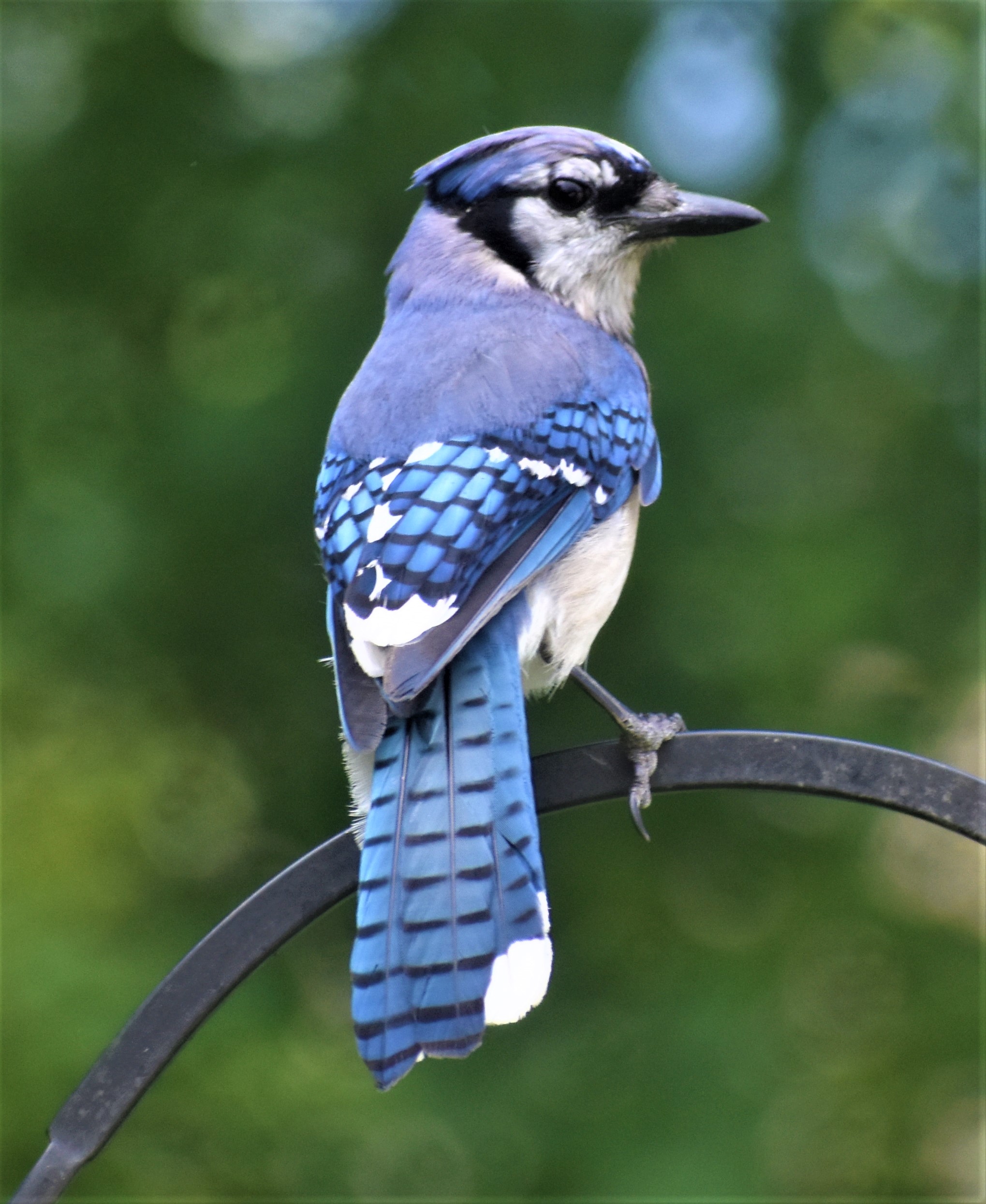 BARRY the BIRDER: Blue Jay (Cyanocitta cristata) eggs...