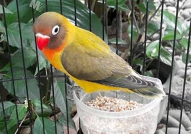 Rahasia Meracik Pakan Lovebird Untuk Lomba Agar Juara