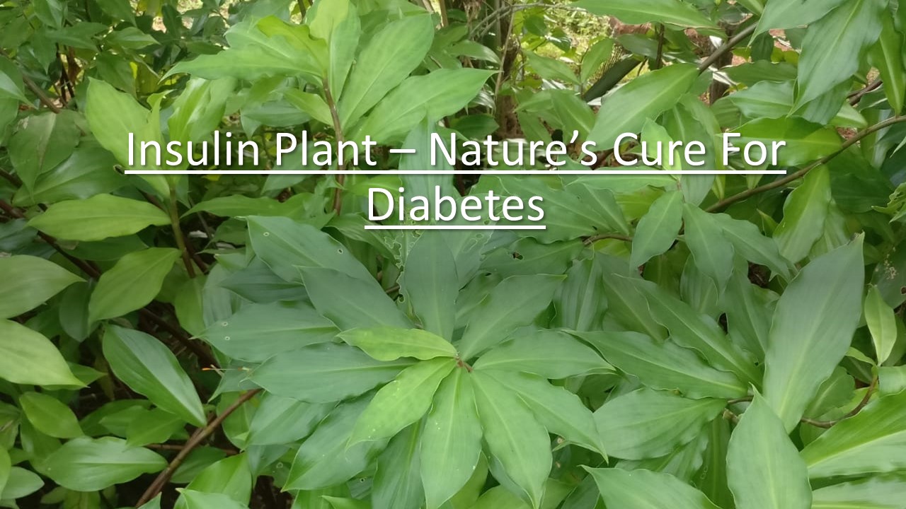 Insulin Plant Nature's Cure For Diabetes Happiest Ladies