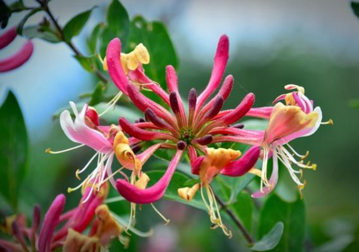 Decoración Fácil Las plantas con flor que mejor huelen Decoración Fácil Las plantas con flor que mejor huelen