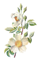 wildflower-illustration-field-rose-png.p