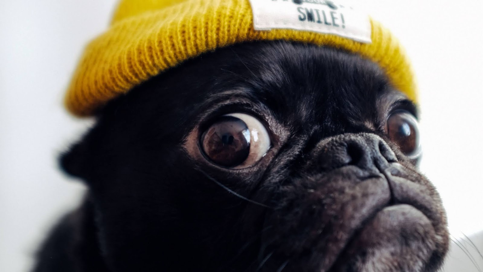 Funny Pug Dog with Hat Wallpaper