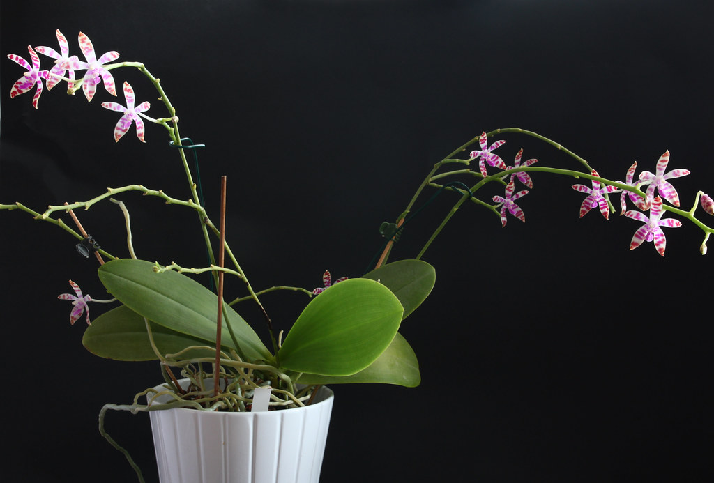 Phalaenopsis bastianii - Bastian&rsquo;s Phalaenosis care and culture