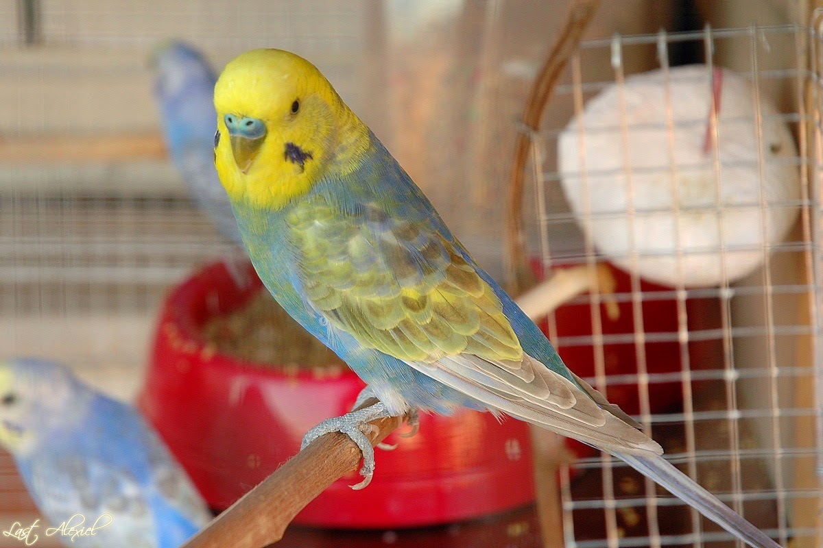 Tu blog de Periquitos: Periquitos raros , Mutaciones