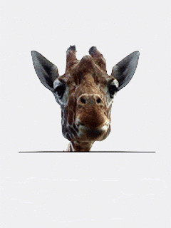 girafe giraffe
