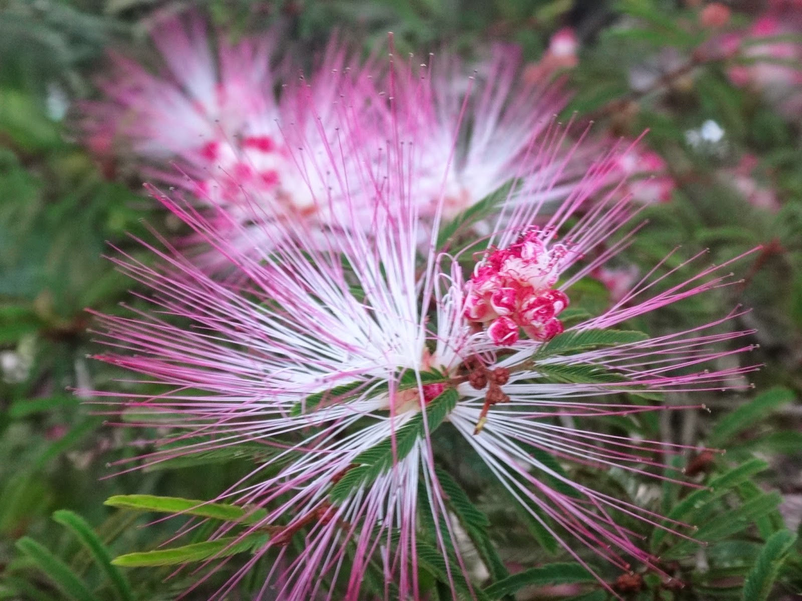 Uma flor por dia: Caliandra-rosa