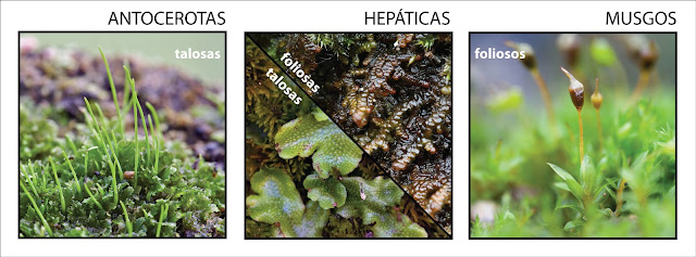 esquema que muestra las diferencias entre hepaticas talosasy antoceros, y entre hepaticas foliosas y musgos