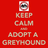 Greyhounds make fab pets!