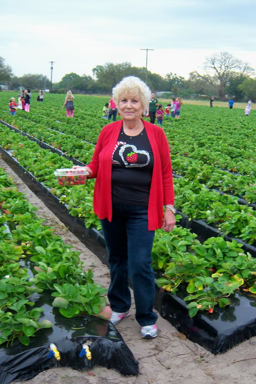 Plant City Lady and Friends Picking Strawberries Is a