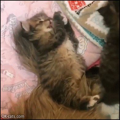 Cute Kitten GIF • Kitty grooming his front paws lying on couch on his back looking at camera. “WHAT?” [ok-cats.com]