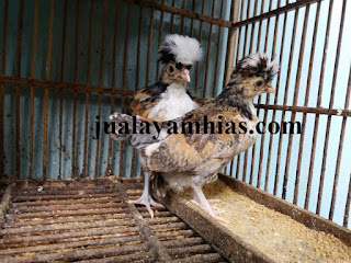 Galeri Foto Ayam Poland Terbaru 6 Galeri Foto Ayam Poland Terbaru Jual Ayam Hias Ayam Poland Usia 2 Bulan