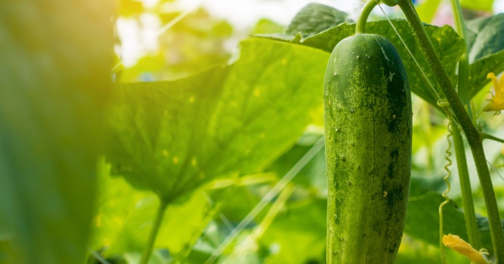 Strange Syndromes Toxic Squash Syndrome