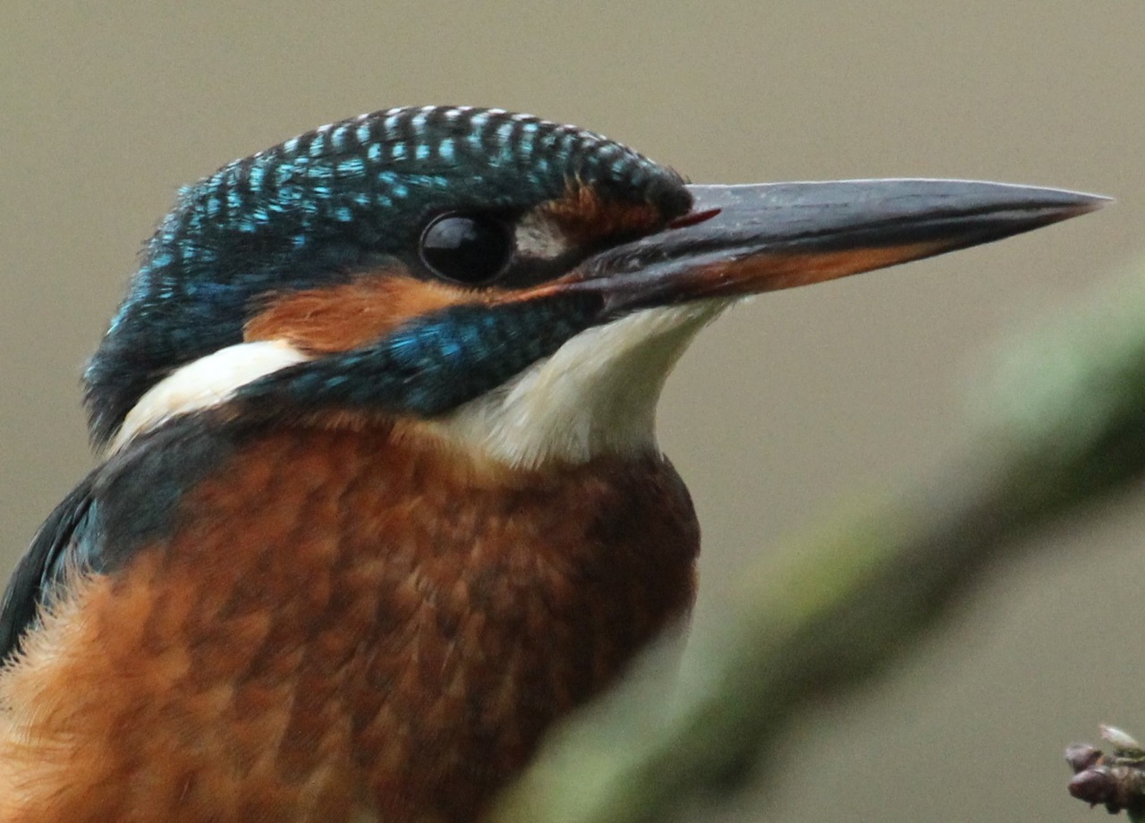 minor mage t kingfisher minor mage t kingfisher