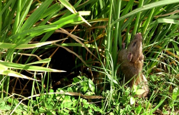 5 Cara Mengatasi Hama Tikus Dengan Oli Bekas Seputar Informasi Dan Inspirasi