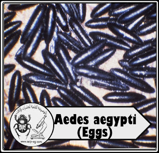 بيض بعوضة الزاعجة المصرية - أيدس إيجبتاي Aedes aegypti
