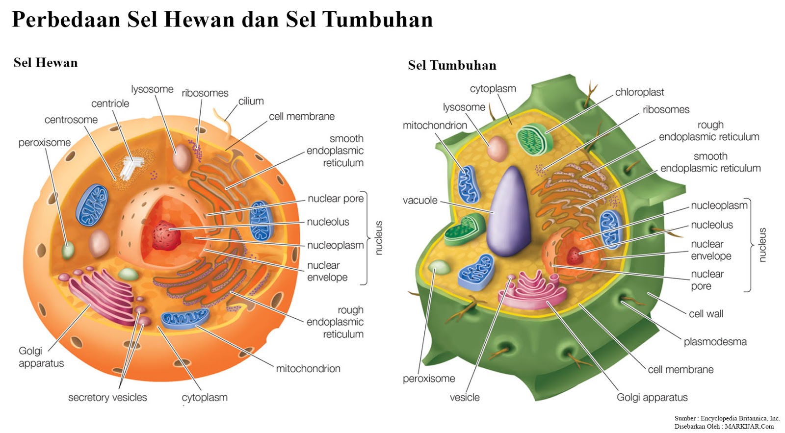 20 Perbedaan Sel  Hewan  dan  Sel  Tumbuhan  Lengkap Tabel 