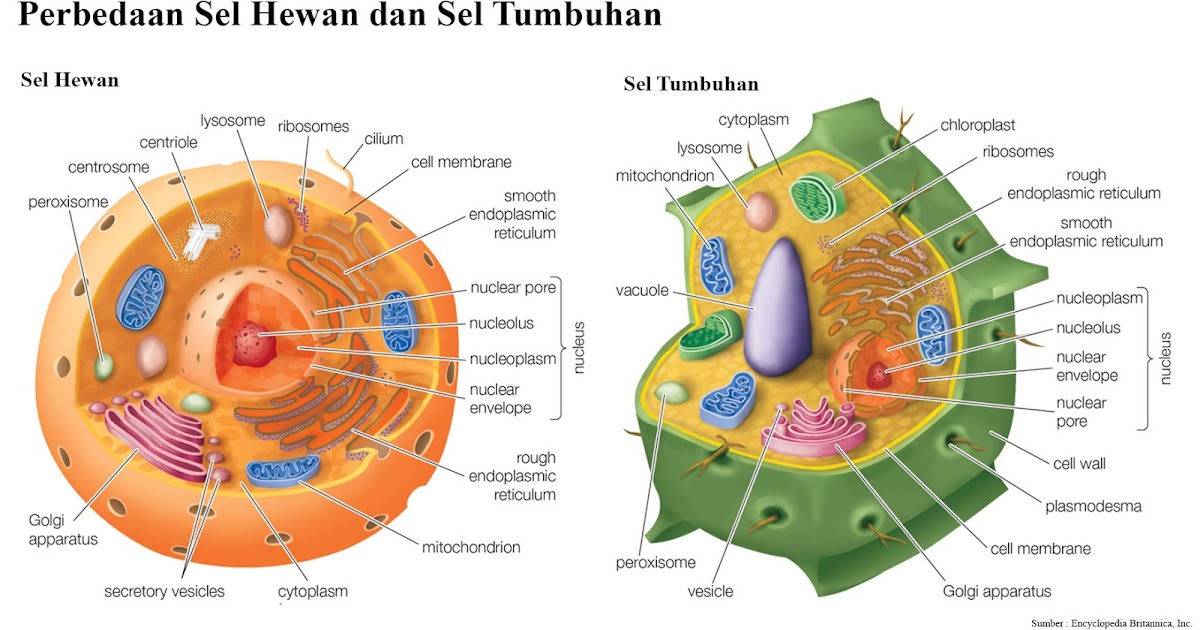 20 Perbedaan Sel  Hewan  dan Sel  Tumbuhan Lengkap  Tabel 