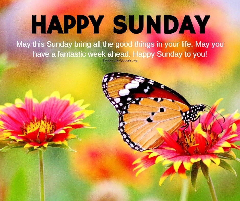 Happy Sunday Images: Images Of Happy Sunday That Will Fill Your Weekend With Happiness Happy Sunday Images: Images Of Happy Sunday That Will Fill Your Weekend With Happiness