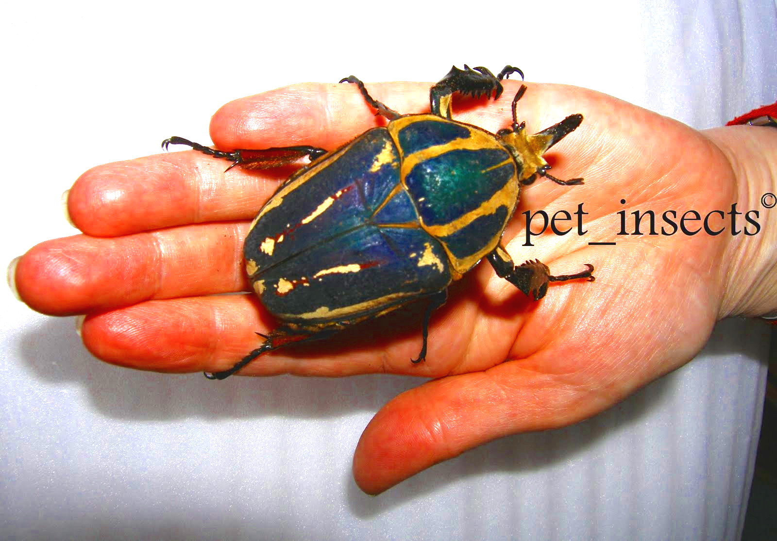 Pet Beetles Rearing Tips Sales Exchanges My Current Availables pet-beetles-rearing-tips-sales-exchanges-my-current-availables