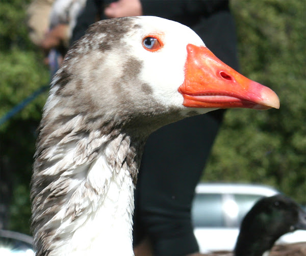 cotton patch goose, cotton patch geese, about cotton patch goose, cotton patch goose breed, cotton patch goose breed info, cotton patch goose breed facts, cotton patch goose behavior, cotton patch goose care, caring cotton patch goose, cotton patch goose color, cotton patch goose characteristics, cotton patch goose eggs, cotton patch goose facts, cotton patch goose for meat, cotton patch goose for eggs, cotton patch goose ganders, cotton patch goose history, cotton patch goose info, cotton patch goose images, cotton patch goose meat, cotton patch goose origin, cotton patch goose photos, cotton patch goose rarity, raising cotton patch goose, cotton patch goose rearing, cotton patch goose size, cotton patch goose temperament, cotton patch goose uses, cotton patch goose weight