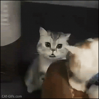 Weird Cat GIF • Very talkative kitty. “Honey call the exorcist the cat is possessed by the devil” Weird Cat GIF • Very talkative kitty. “Honey call the exorcist the cat is possessed by the devil”