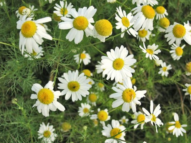 HIERBAS MEDICINALES: PLANTAS MEDICINALES M-N