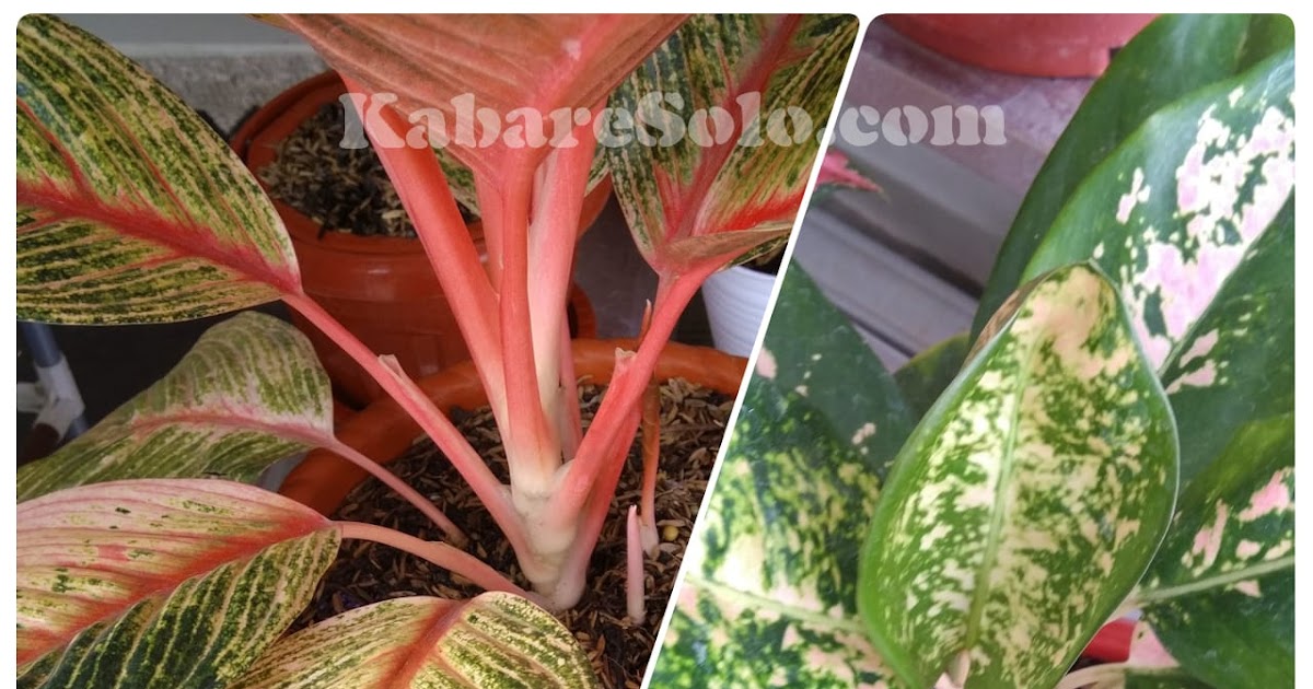 Penyebab Dan Cara Mengatasi Daun Aglaonema Mengerdil Memucat Atau Menguning Kabare Solo Penyebab Dan Cara Mengatasi Daun Aglaonema Mengerdil Memucat Atau Menguning Kabare Solo