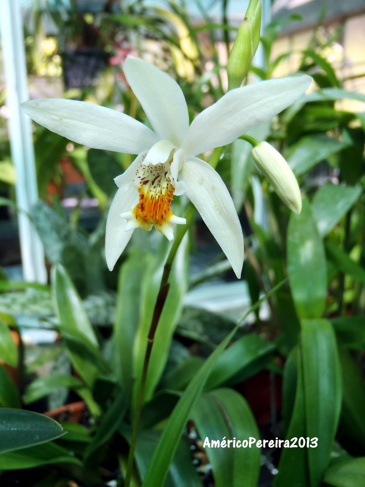 Orquídeas soltas: Bletilla ochracea var. 'white flower'