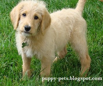 Puppy Pets Pictures