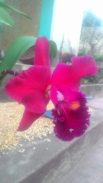 P 20170107 172133%255B1%255D