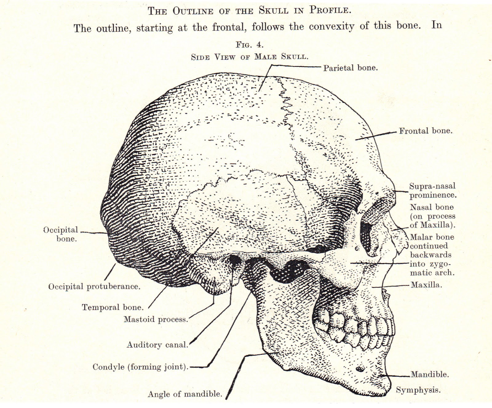 Большие лобные кости. Птерион на черепе. Вязаный череп профиль схема.