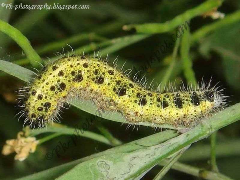 Large Cabbage White Butterfly Life Cycle Nature, Cultural, and Travel