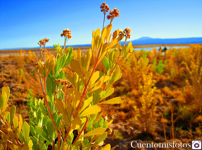 Laguna Cejar Chile