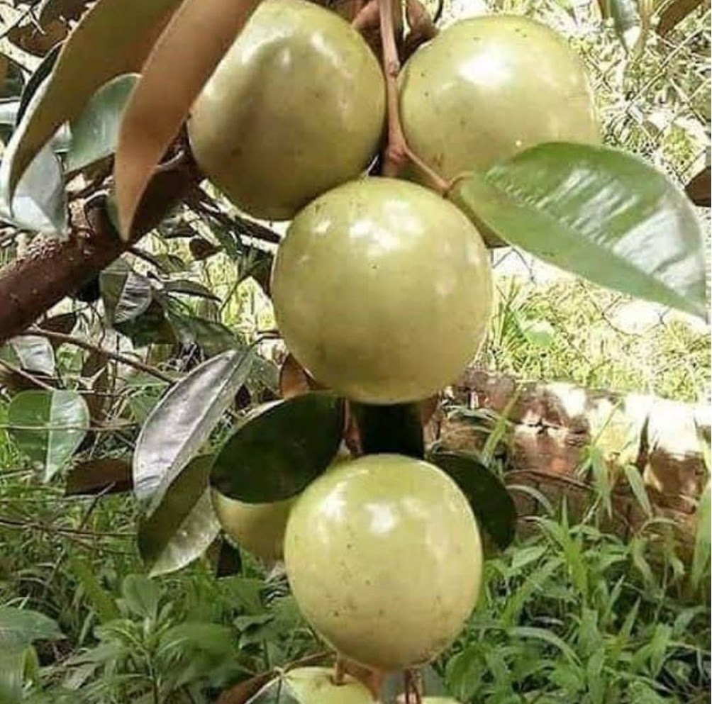 bibit unggul buah kenitu sawo durian manecu Bibit Berkualitas Unggul Mataram