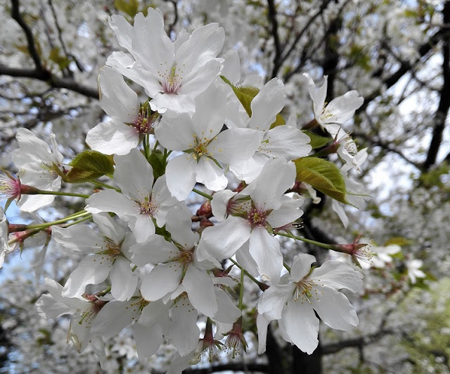 白い葉桜