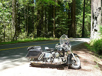 a 1965 Harley Panhead motorcycle on the Avenue of the Giants