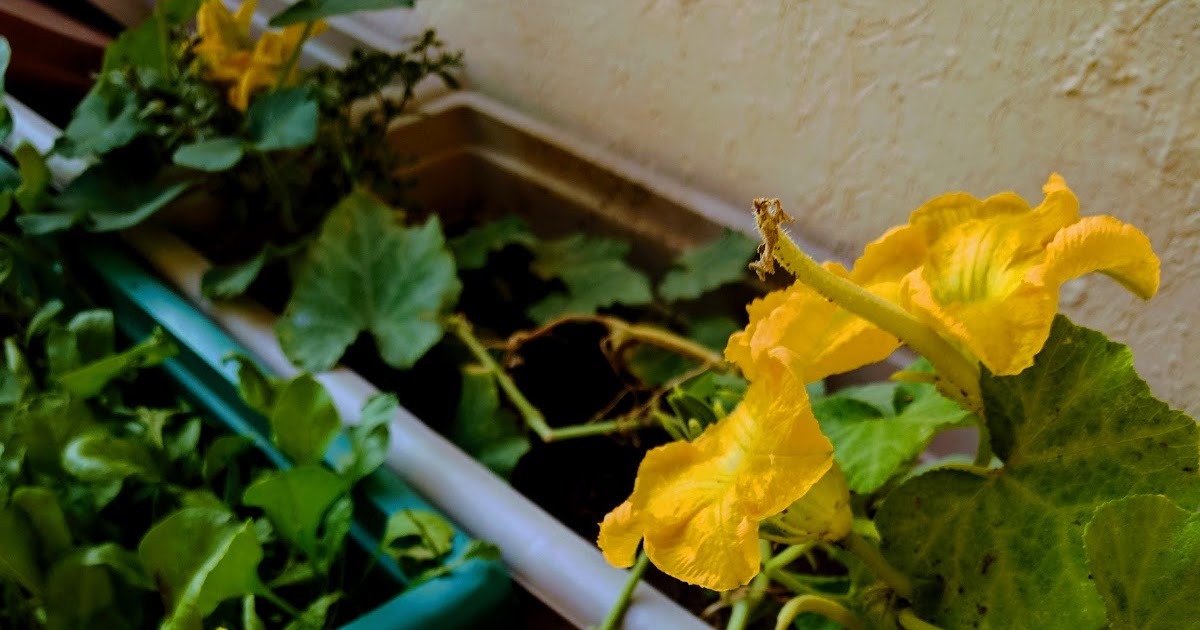 Kumro Phool Er Bora - How To Cut And Prep Pumpkin Blossom
