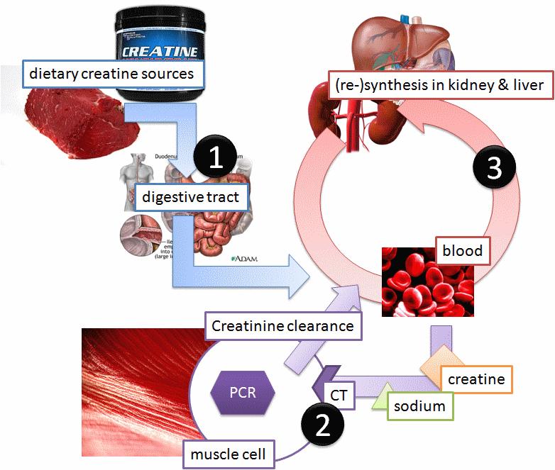 Nutrição é aqui! Creatina e atividade física