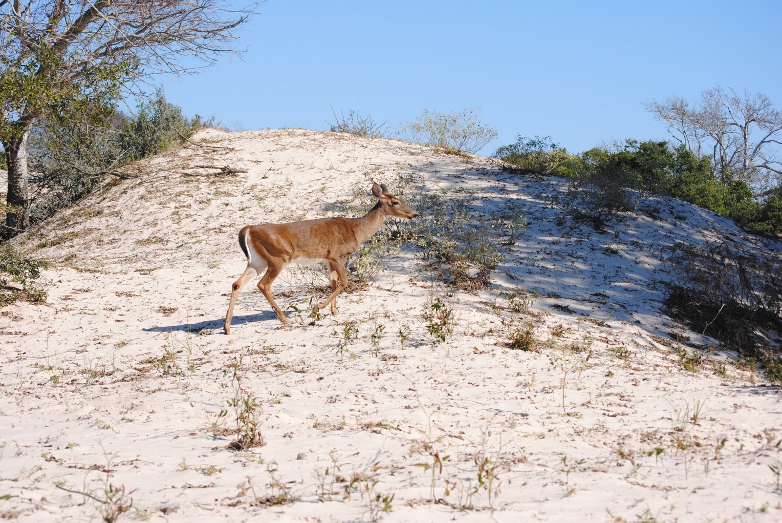 BIG RUN Cumberland Island National Seashore, GA 2011