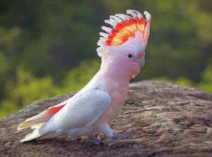 Daftar Harga Burung Kakatua Mini Maluku Macaw Dll Terbaru 2019